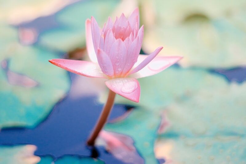 Arden Executive Coaching | Coping with Disappointment and Frustration