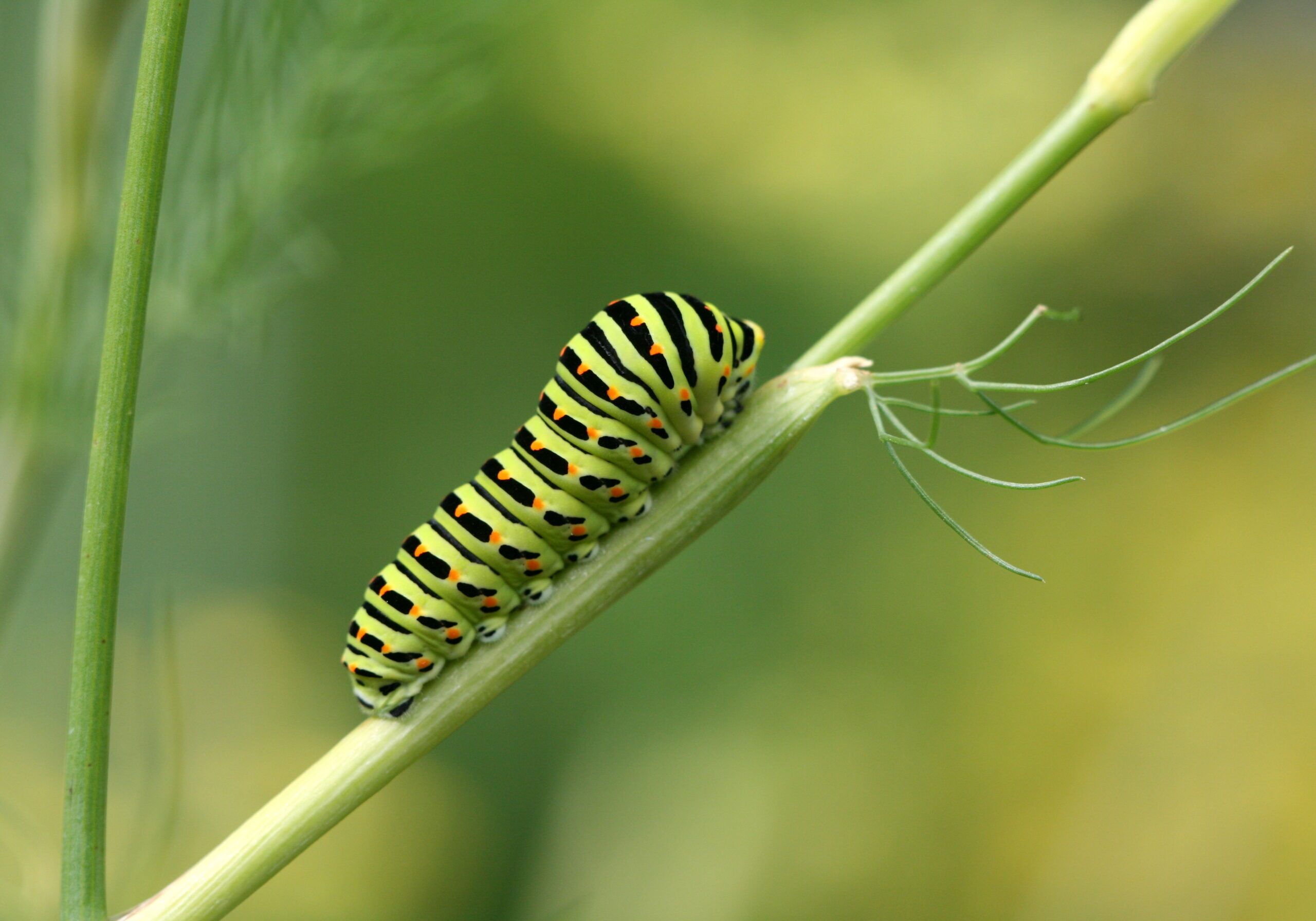 Arden Executive Coaching | Making Sense of Transitions