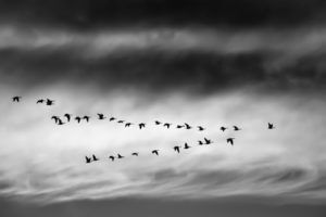 Arden Executive Coaching | Become an Exceptional Leader: What’s Your Leadership Style?