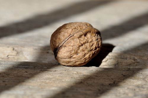 Arden Executive Coaching | Are You the Brave Nut to Lead Others Toward Self-awareness?