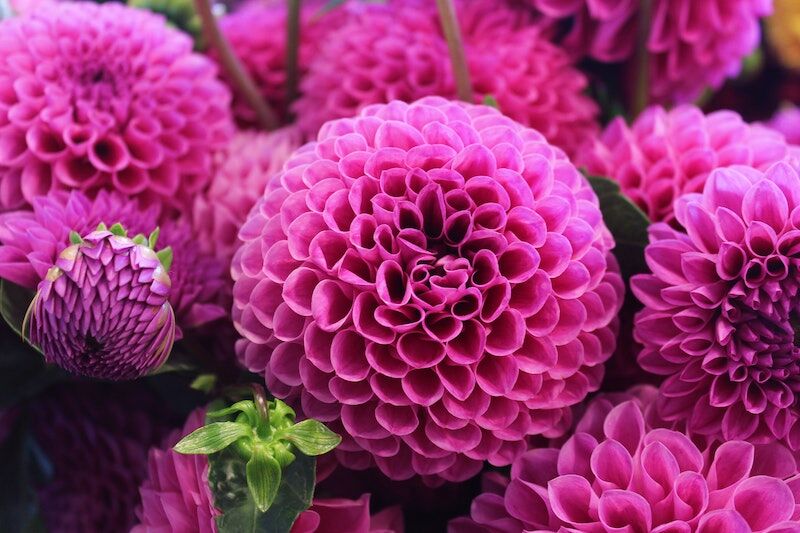 Arden Executive Coaching | Gratitude for an Amazing Life!