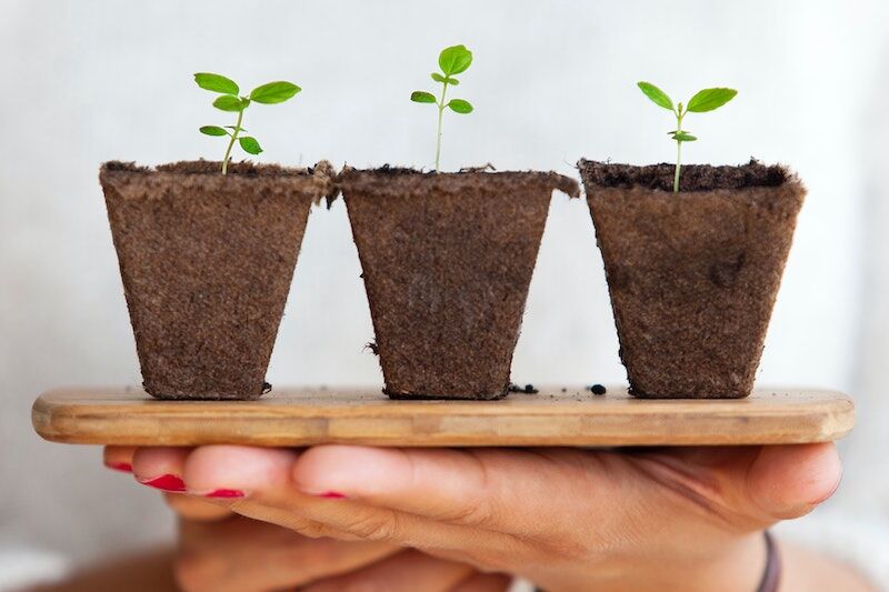 Arden Executive Coaching | Applying Growth Mindset to Team Performance