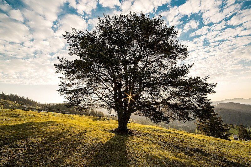 Arden Executive Coaching | Tips for Healthy Leadership and Minimizing Burnout (Part 1)